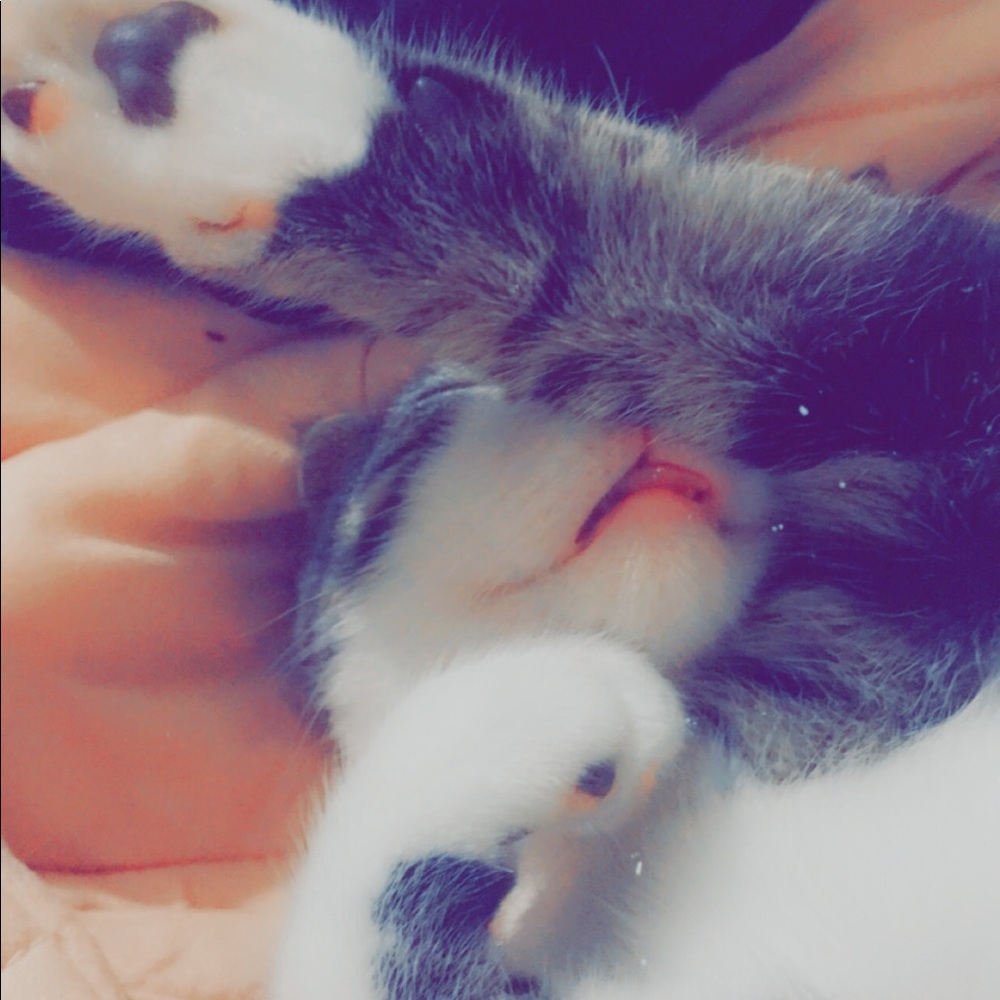 Meet your Posher, Zowi